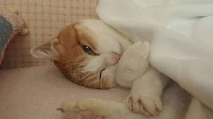 【猫トピ】茶トラが好きな方 part2
