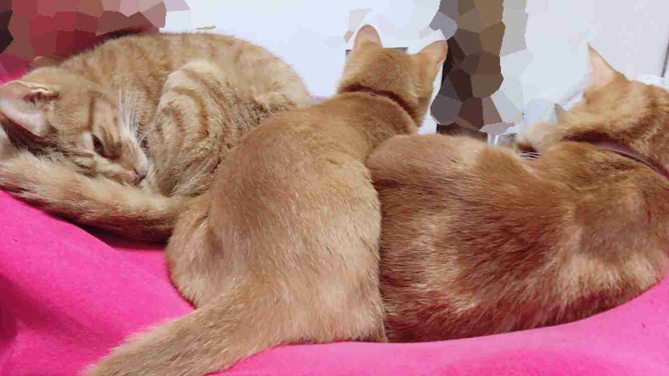 【猫トピ】茶トラが好きな方 part2