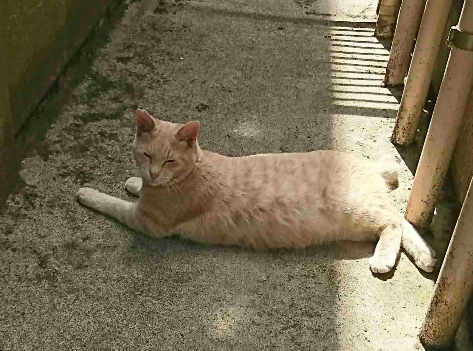 【猫トピ】茶トラが好きな方 part2
