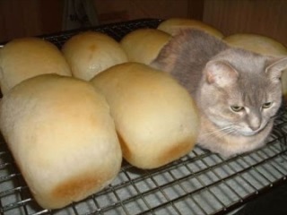 【猫トピ】茶トラが好きな方 part2