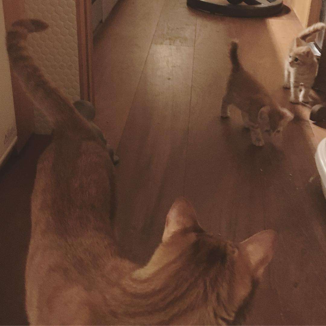 【猫トピ】茶トラが好きな方 part2