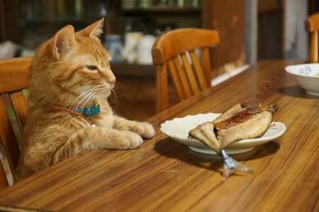 【猫トピ】茶トラが好きな方 part2