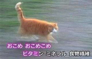 【猫トピ】茶トラが好きな方 part2