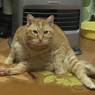 【猫トピ】茶トラが好きな方 part2