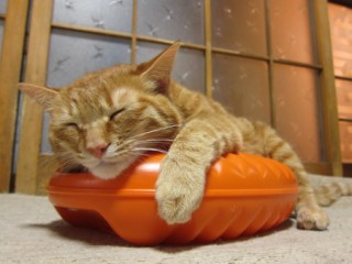 【猫トピ】茶トラが好きな方 part2