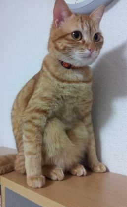 【猫トピ】茶トラが好きな方 part2