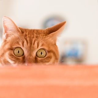 【猫トピ】茶トラが好きな方 part2