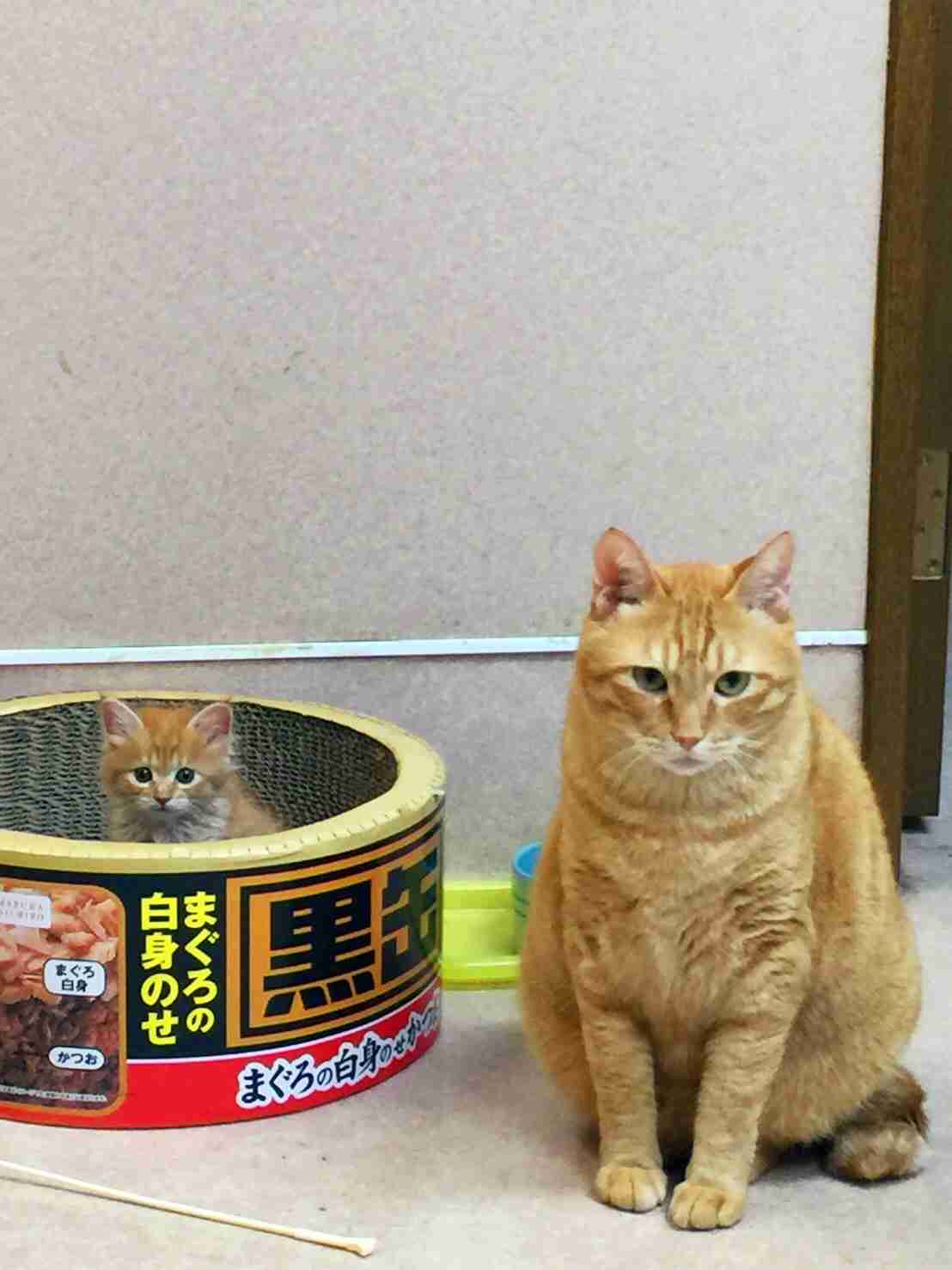 【猫トピ】茶トラが好きな方 part2
