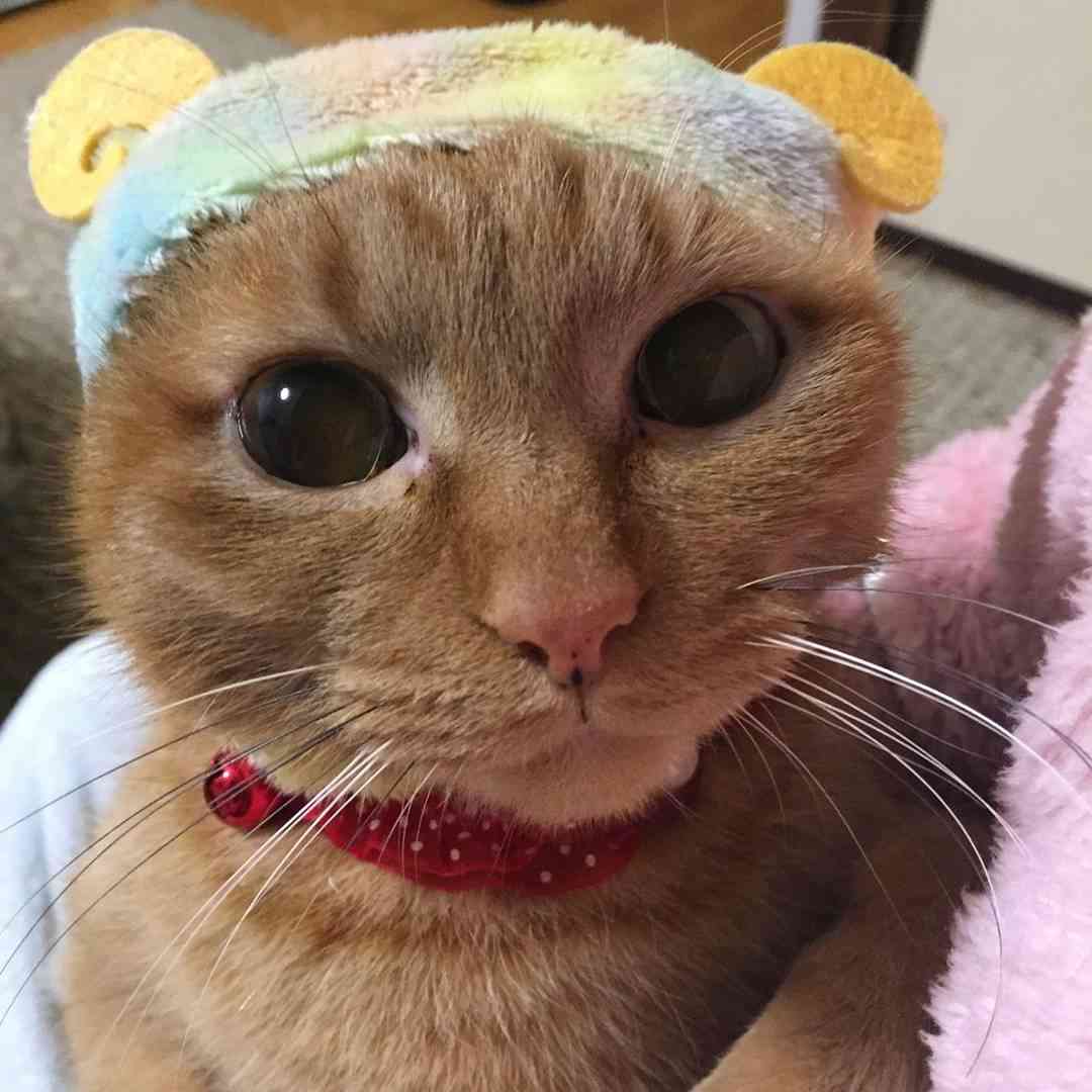 【猫トピ】茶トラが好きな方 part2
