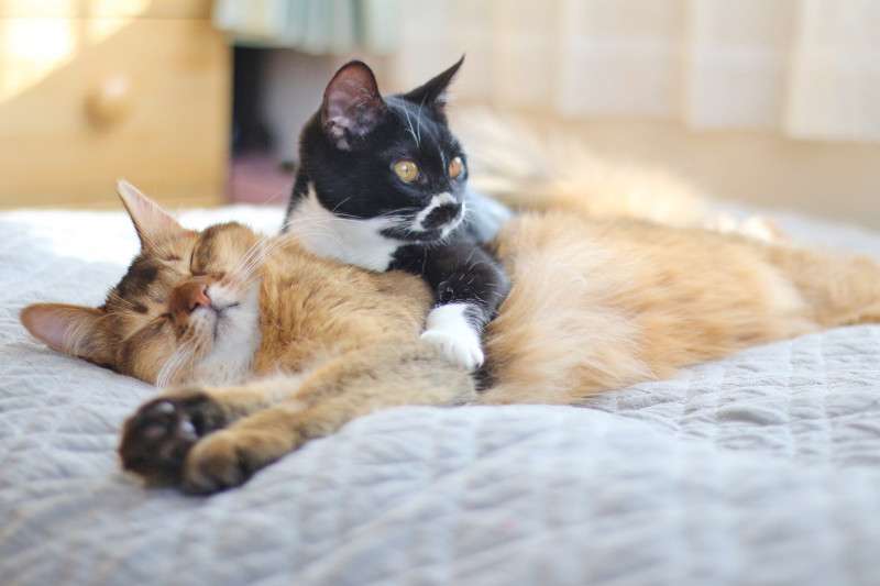 ガルちゃん猫カフェ30号店 開店しました♪ (初めての方も大歓迎！)