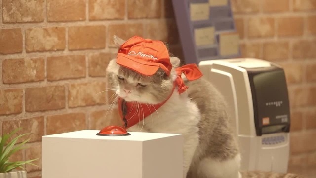 ガルちゃん猫カフェ30号店 開店しました♪ (初めての方も大歓迎！)