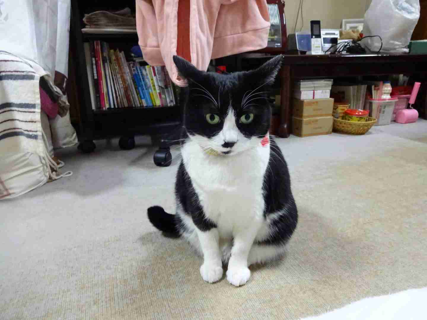 ガルちゃん猫カフェ30号店 開店しました♪ (初めての方も大歓迎！)
