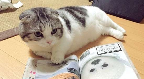 ガルちゃん猫カフェ30号店 開店しました♪ (初めての方も大歓迎！)