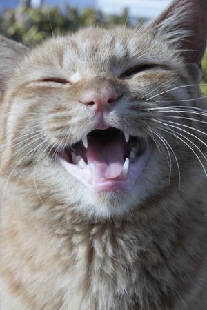 ガルちゃん猫カフェ30号店 開店しました♪ (初めての方も大歓迎！)