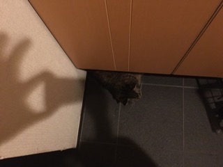 ガルちゃん猫カフェ30号店 開店しました♪ (初めての方も大歓迎！)