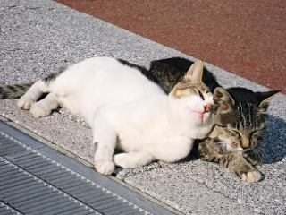 ガルちゃん猫カフェ30号店 開店しました♪ (初めての方も大歓迎！)