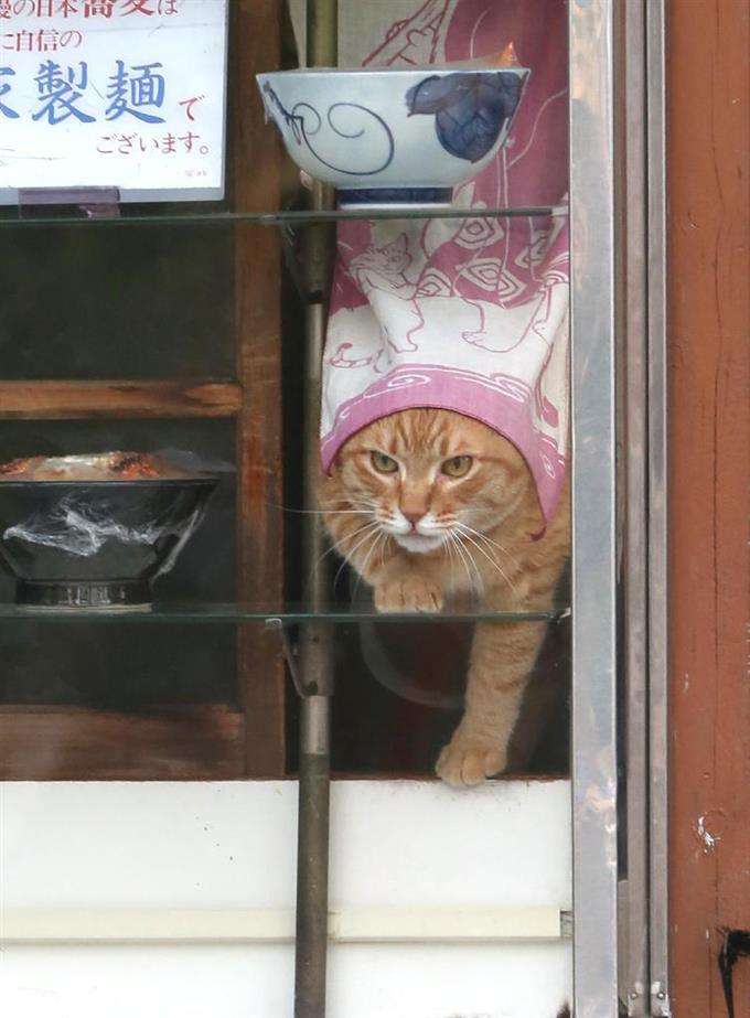 ガルちゃん猫カフェ30号店 開店しました♪ (初めての方も大歓迎！)