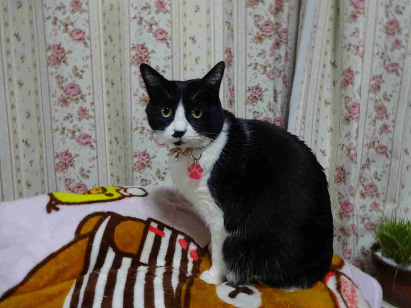 ガルちゃん猫カフェ30号店 開店しました♪ (初めての方も大歓迎！)
