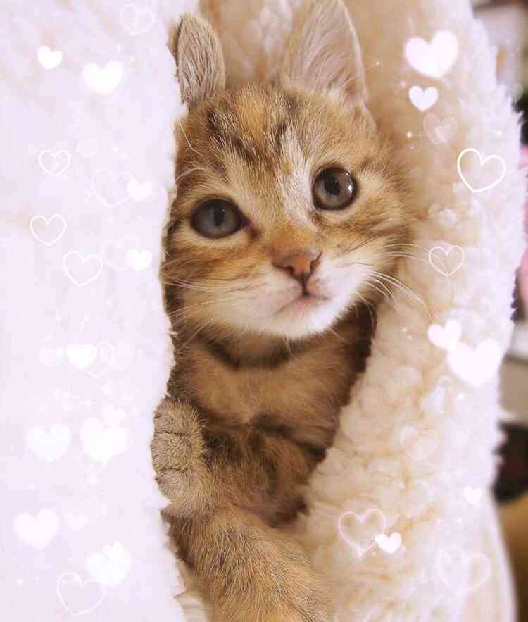 ガルちゃん猫カフェ30号店 開店しました♪ (初めての方も大歓迎！)