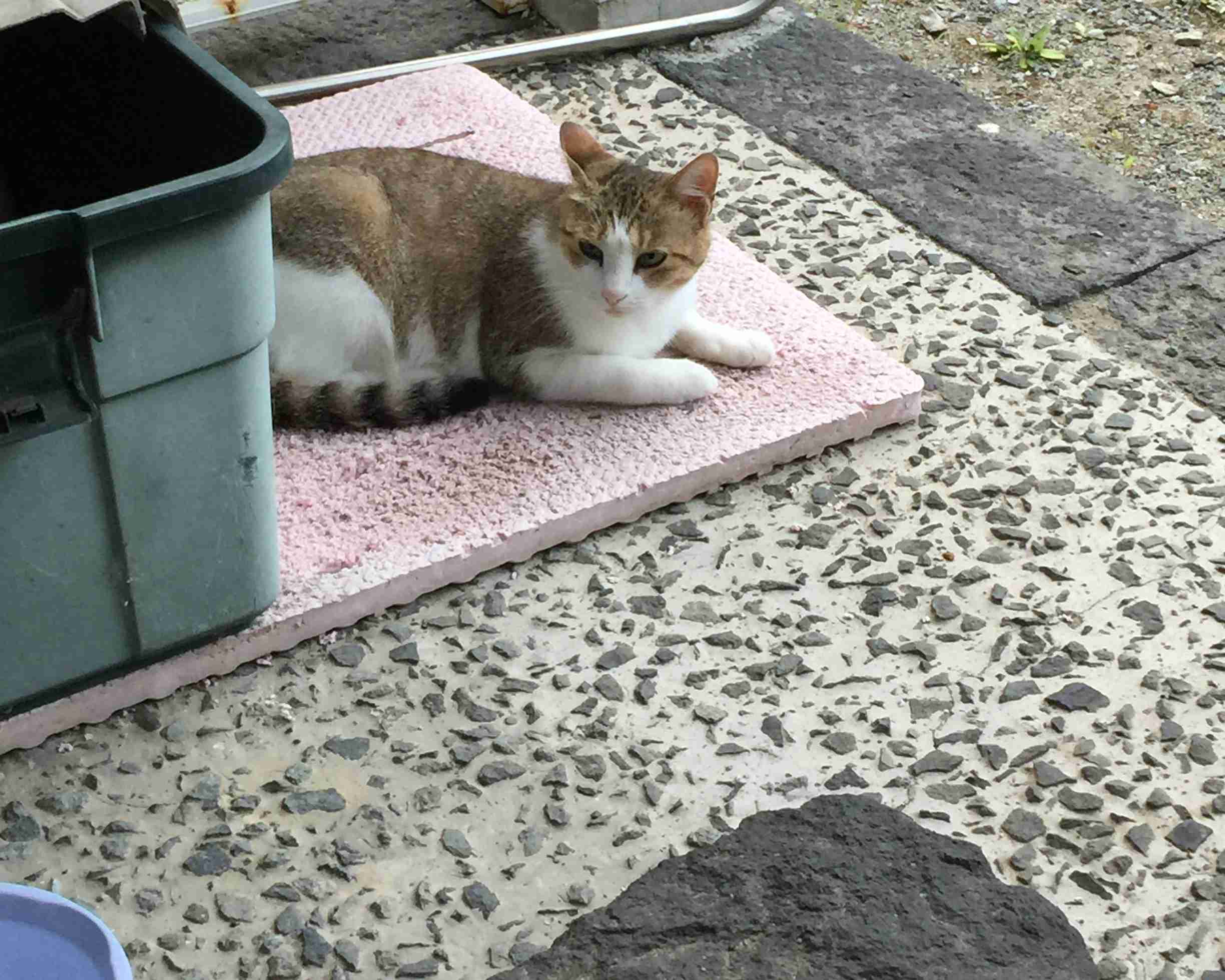 ガルちゃん猫カフェ30号店 開店しました♪ (初めての方も大歓迎！)