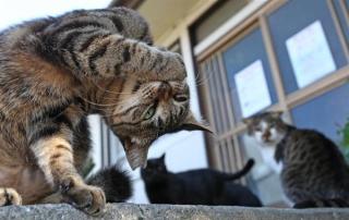 ガルちゃん猫カフェ30号店 開店しました♪ (初めての方も大歓迎！)