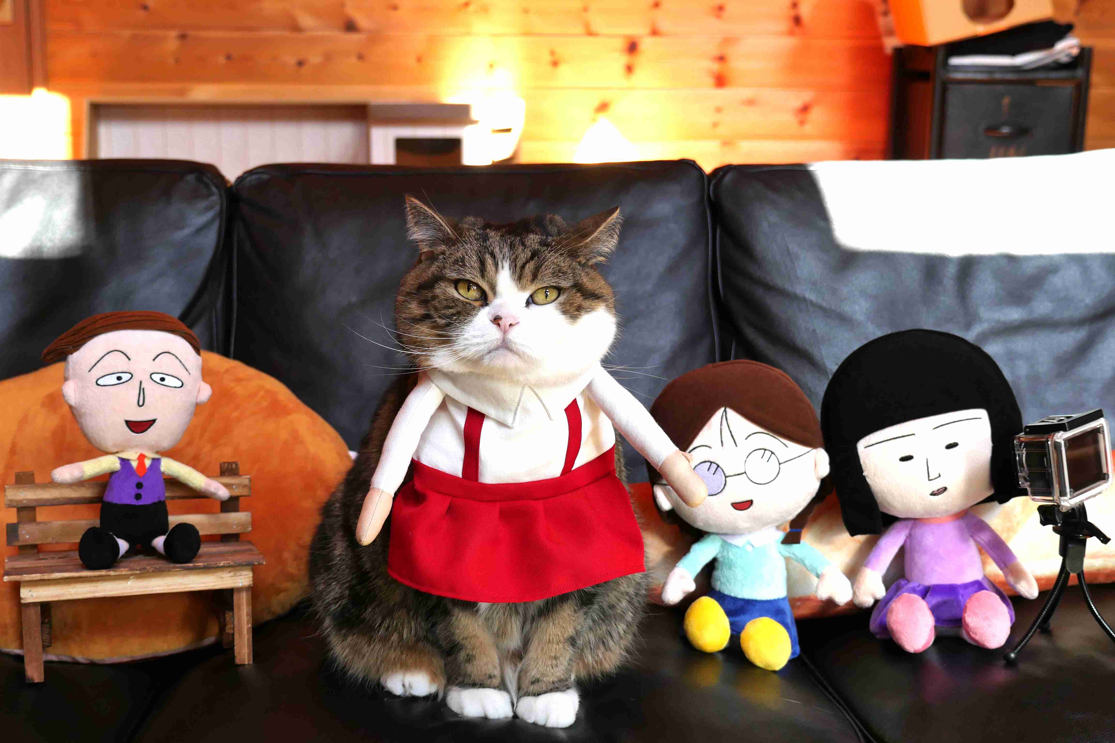 ガルちゃん猫カフェ30号店 開店しました♪ (初めての方も大歓迎！)