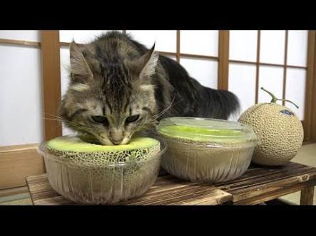 ガルちゃん猫カフェ30号店 開店しました♪ (初めての方も大歓迎！)