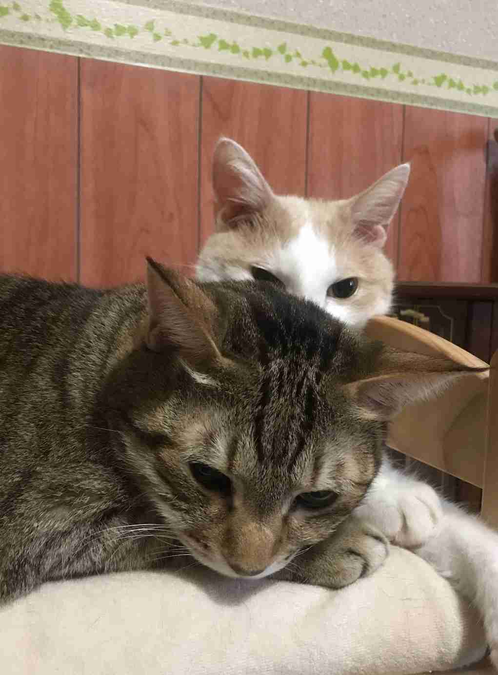 ガルちゃん猫カフェ30号店 開店しました♪ (初めての方も大歓迎！)