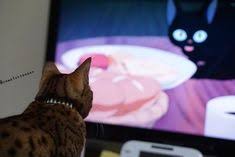 ガルちゃん猫カフェ30号店 開店しました♪ (初めての方も大歓迎！)