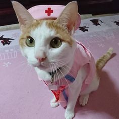 ガルちゃん猫カフェ30号店 開店しました♪ (初めての方も大歓迎！)