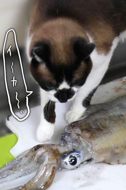 ガルちゃん猫カフェ30号店 開店しました♪ (初めての方も大歓迎！)