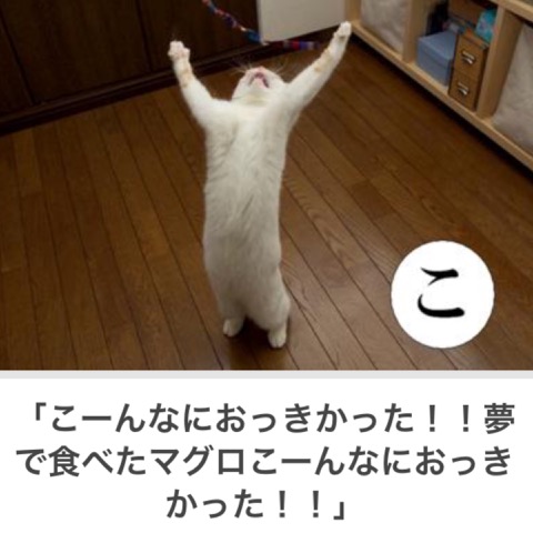 ガルちゃん猫カフェ30号店 開店しました♪ (初めての方も大歓迎！)
