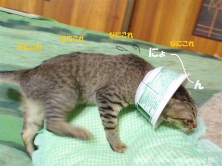 ガルちゃん猫カフェ30号店 開店しました♪ (初めての方も大歓迎！)