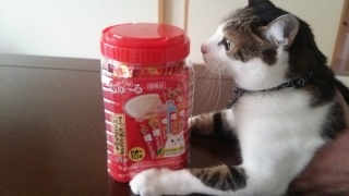 ガルちゃん猫カフェ30号店 開店しました♪ (初めての方も大歓迎！)
