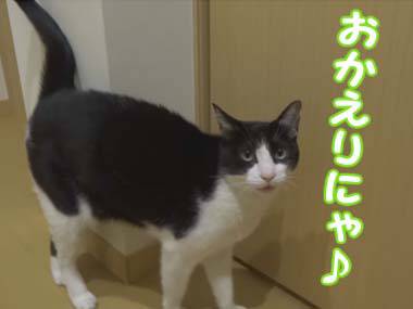 ガルちゃん猫カフェ30号店 開店しました♪ (初めての方も大歓迎！)