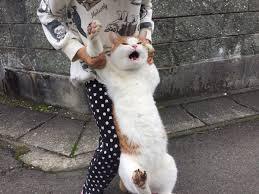 ガルちゃん猫カフェ30号店 開店しました♪ (初めての方も大歓迎！)