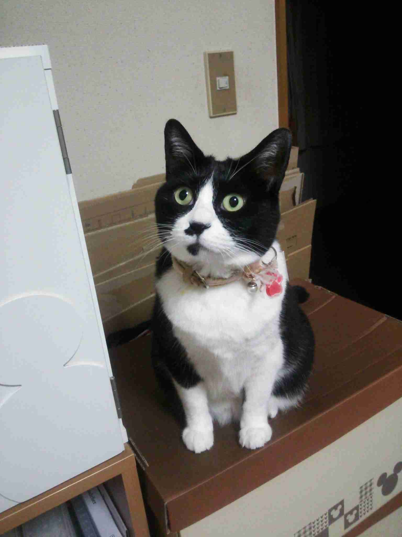 ガルちゃん猫カフェ30号店 開店しました♪ (初めての方も大歓迎！)