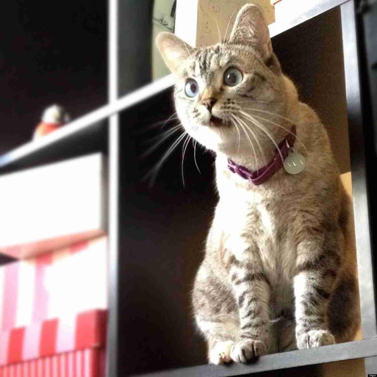 ガルちゃん猫カフェ30号店 開店しました♪ (初めての方も大歓迎！)