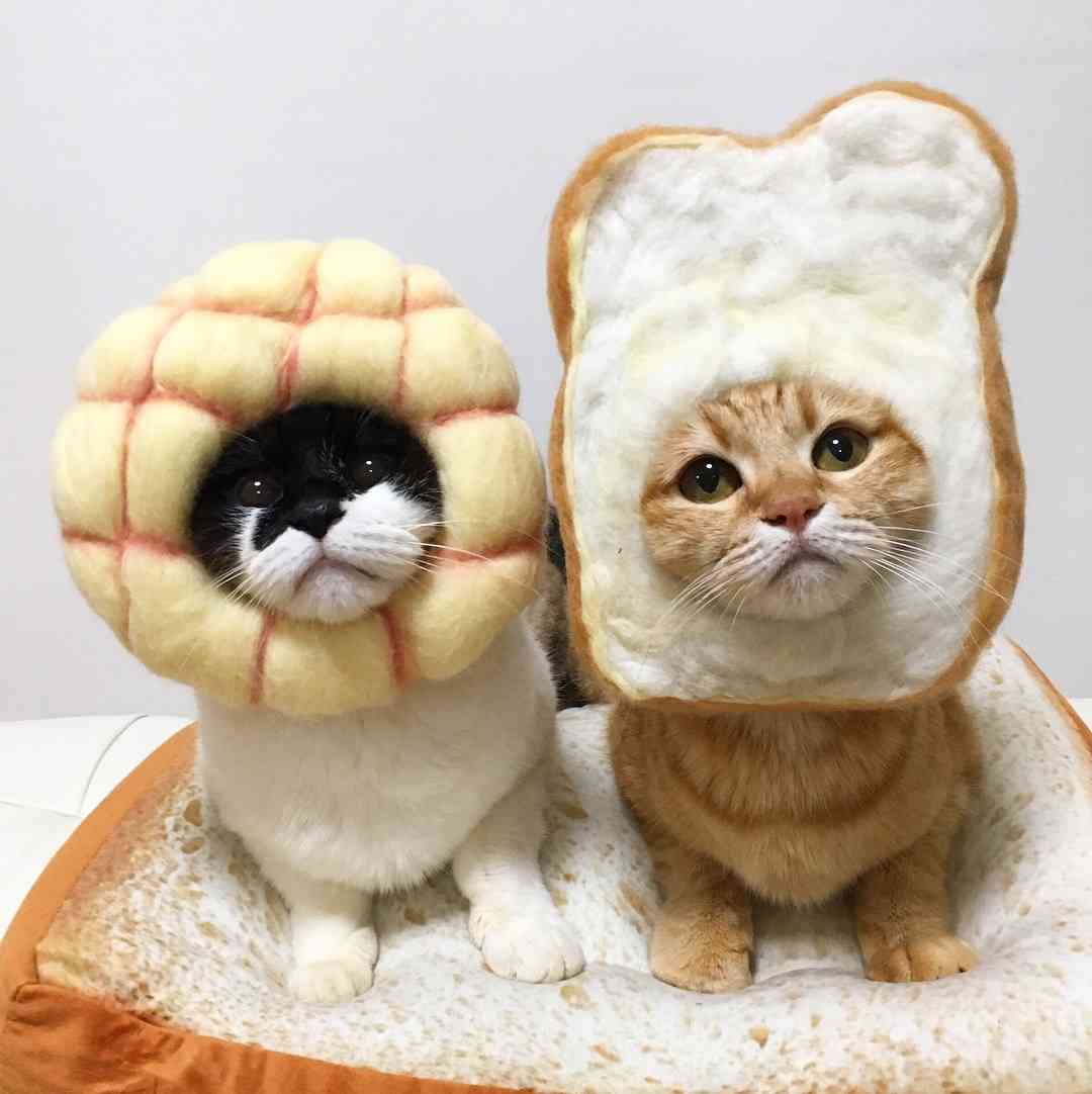 ガルちゃん猫カフェ30号店 開店しました♪ (初めての方も大歓迎！)