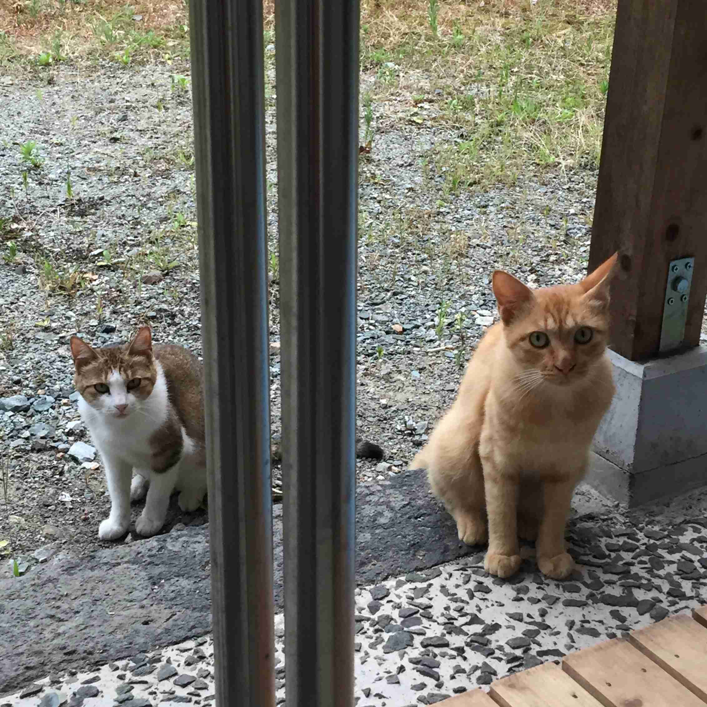 ガルちゃん猫カフェ30号店 開店しました♪ (初めての方も大歓迎！)