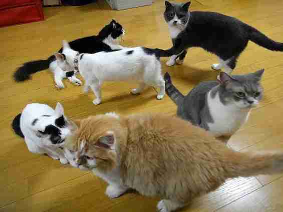 ガルちゃん猫カフェ30号店 開店しました♪ (初めての方も大歓迎！)