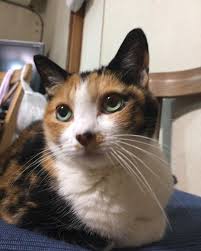 ガルちゃん猫カフェ30号店 開店しました♪ (初めての方も大歓迎！)