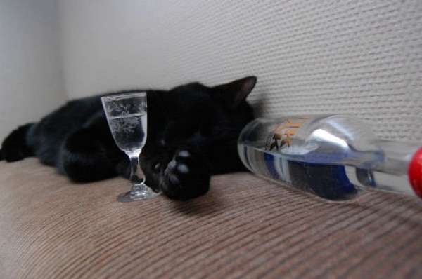 ガルちゃん猫カフェ30号店 開店しました♪ (初めての方も大歓迎！)