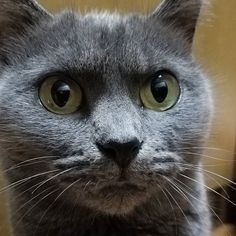 ガルちゃん猫カフェ30号店 開店しました♪ (初めての方も大歓迎！)