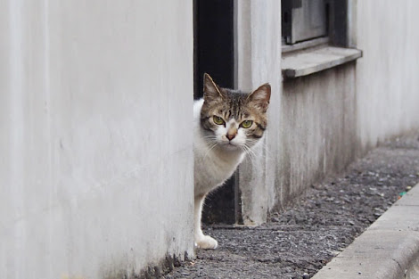 ガルちゃん猫カフェ30号店 開店しました♪ (初めての方も大歓迎！)