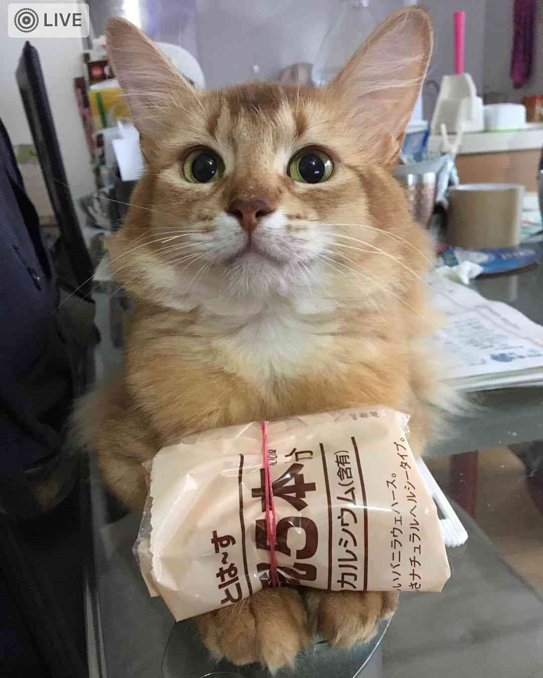 ガルちゃん猫カフェ30号店 開店しました♪ (初めての方も大歓迎！)