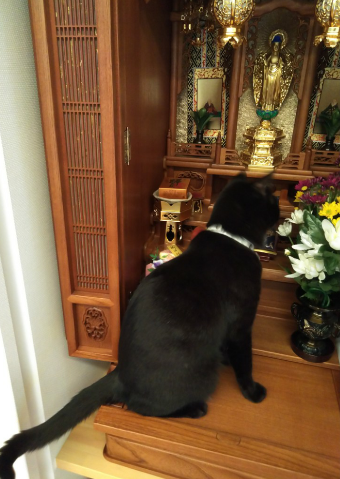 ガルちゃん猫カフェ30号店 開店しました♪ (初めての方も大歓迎！)
