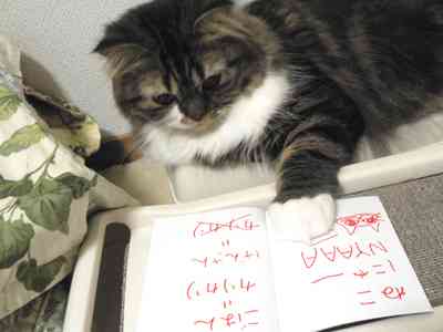 ガルちゃん猫カフェ30号店 開店しました♪ (初めての方も大歓迎！)