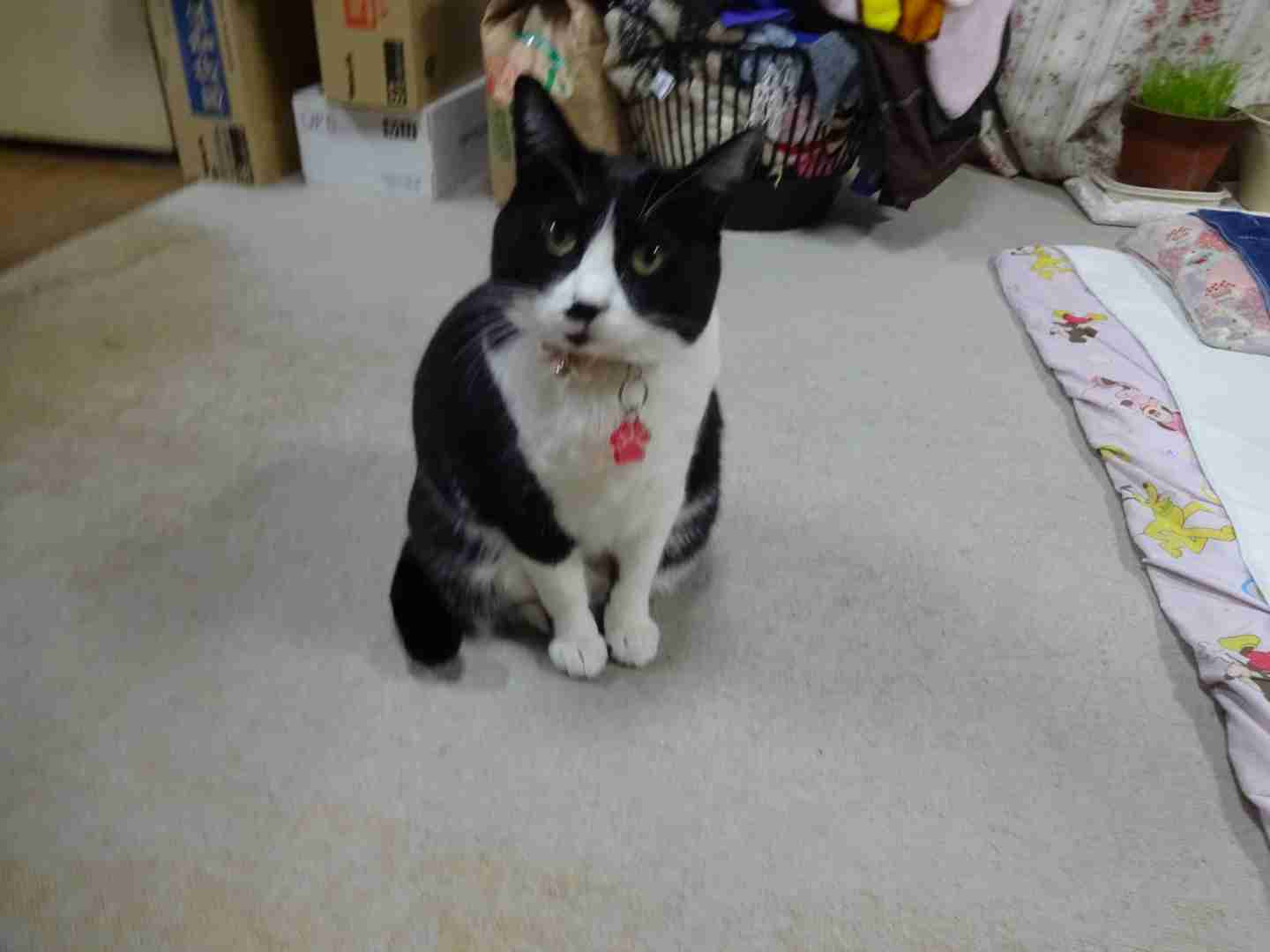 ガルちゃん猫カフェ30号店 開店しました♪ (初めての方も大歓迎！)