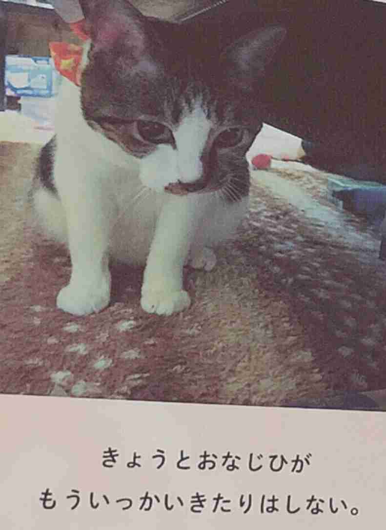 ガルちゃん猫カフェ30号店 開店しました♪ (初めての方も大歓迎！)